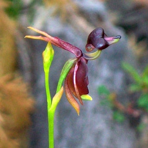 RZADKA Latająca Kaczka, Caleana major, Kwiat Orchidei - 6 nasion - SPRZEDAWCA Z WIELKIEJ BRYTANII