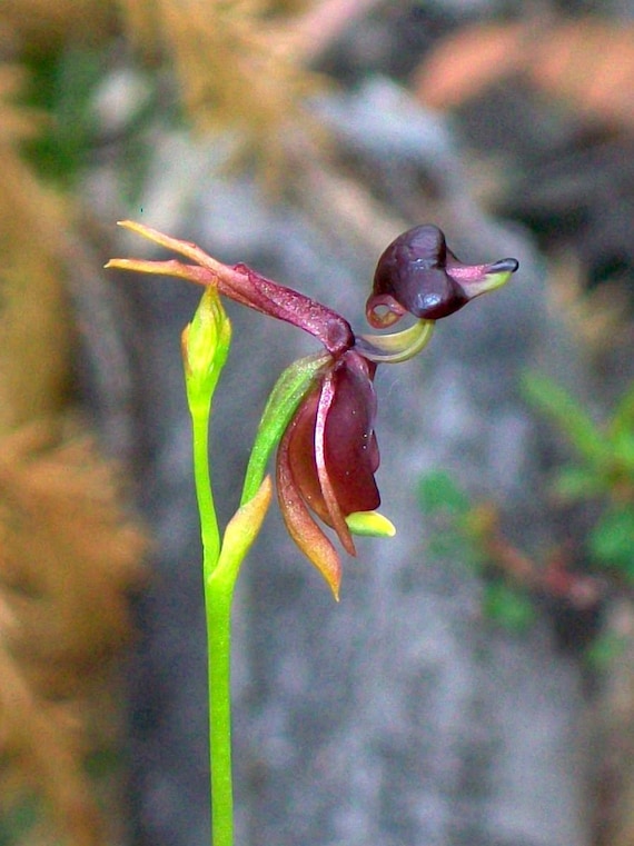 Flying duck orchid discount