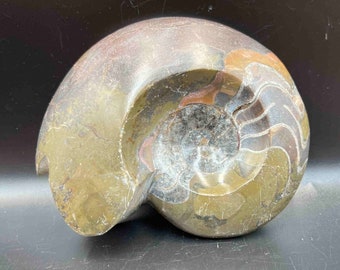 Fossilized ammonite