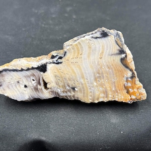 May include: A piece of petrified wood with a layered, organic pattern. The stone features bands of tan, cream, black, and orange hues. The fossilized wood has a rough, textured surface and is displayed on a dark background.
