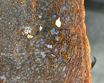 Hueso de gema totalmente agatizado Hueso de dinosaurio pulido