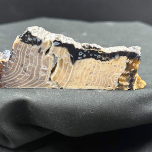 May include: A cross-section of a fossilized tree trunk, showcasing concentric growth rings. The stone features a mix of tan, black, and white colors. The fossil is a natural, organic shape, with a rough, textured surface.