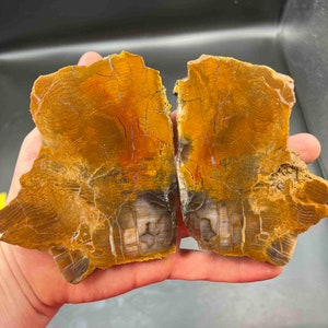 grassy valley petrified wood slabs matched