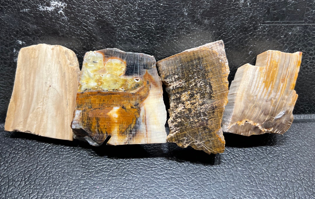 化石木ロット - Etsy 日本