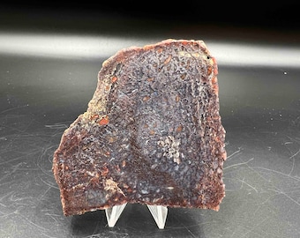 Losa pulida de hueso de dinosaurio gema