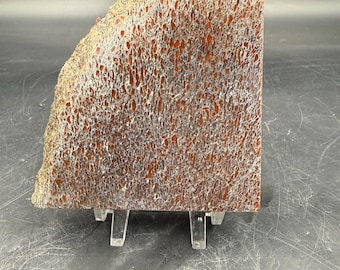 Gema de hueso de dinosaurio pulido