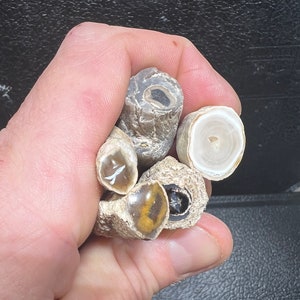 Puede incluir: Una colección de cinco piedras de ágata, cada una con un patrón y un color únicos. Las piedras son una mezcla de marrón, blanco y negro.