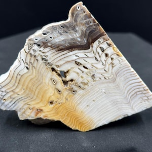 May include: A triangular-shaped, polished stone with a unique pattern. The stone features layers of tan, brown, and white, with intricate lines and small holes throughout. The overall effect is a natural, organic aesthetic.