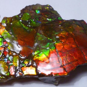 6&quot; Placenticeras meeki Ammonite Ammolite Fossil Specimen Alberta, Canada 2 Sides