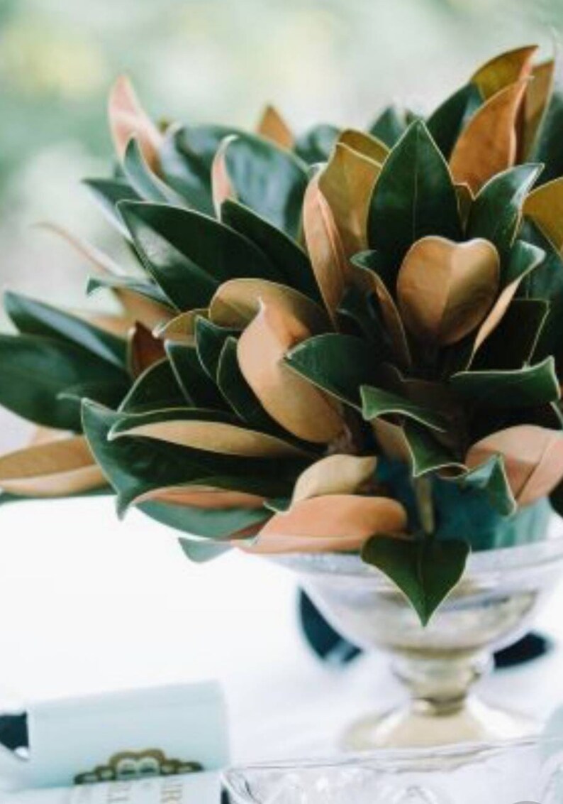Magnolia wedding centerpieces information