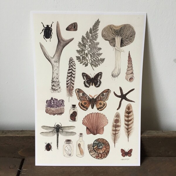 Natural History Collection giclee print A4 moths amethyst mushrooms curiosities