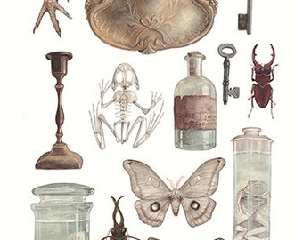 Curiosities A4 Giclee print - Natural History Print