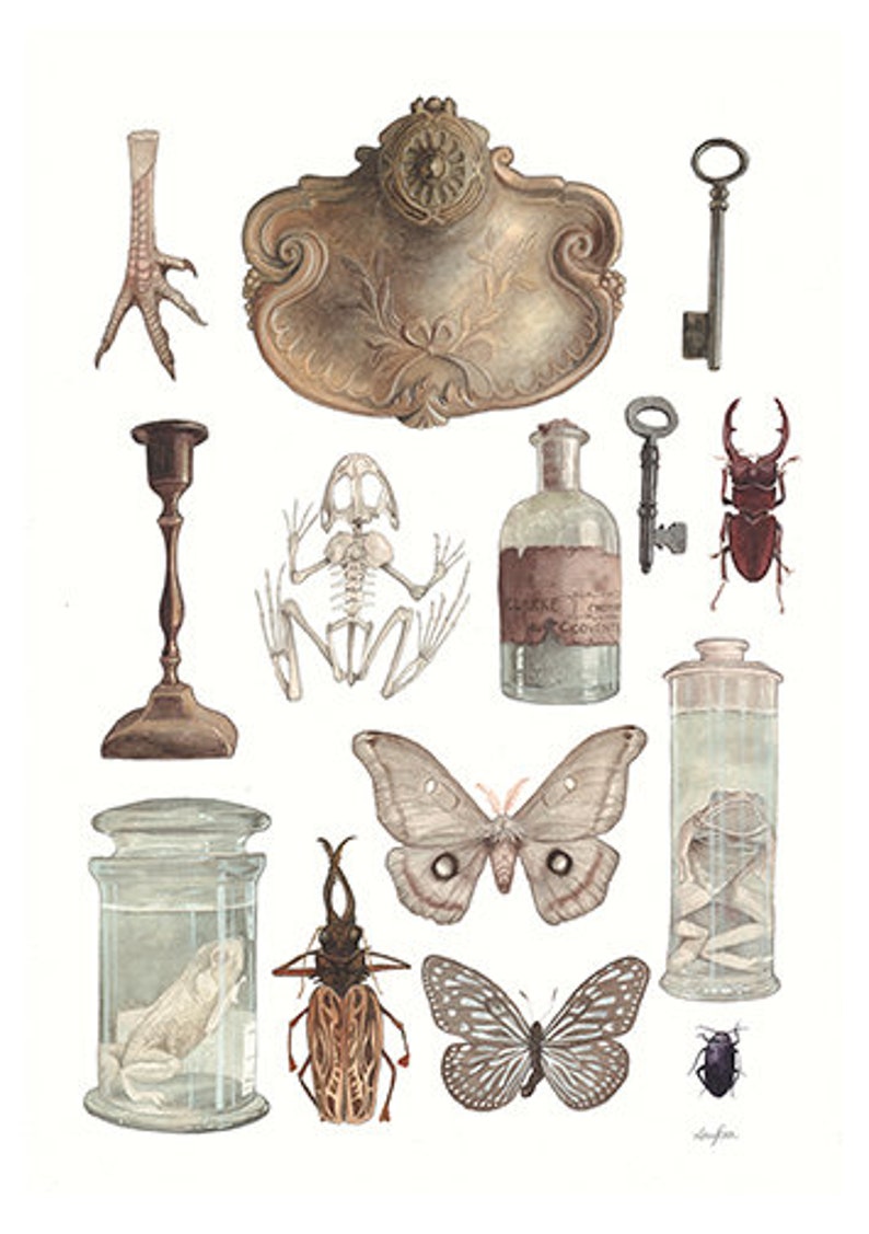 Curiosities A4 Giclee print Natural History Print image 1