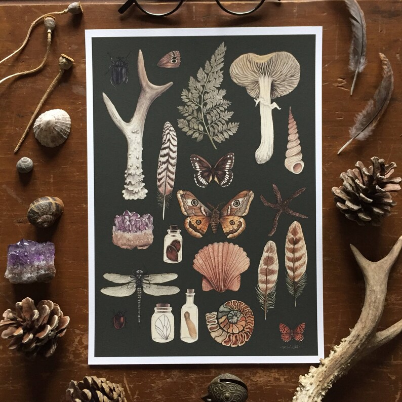 Natural History Collection Dark Edition giclee print A4 moths amethyst mush...