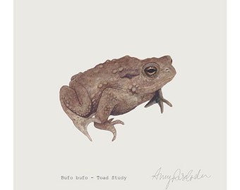 Toad Study Giclee Print