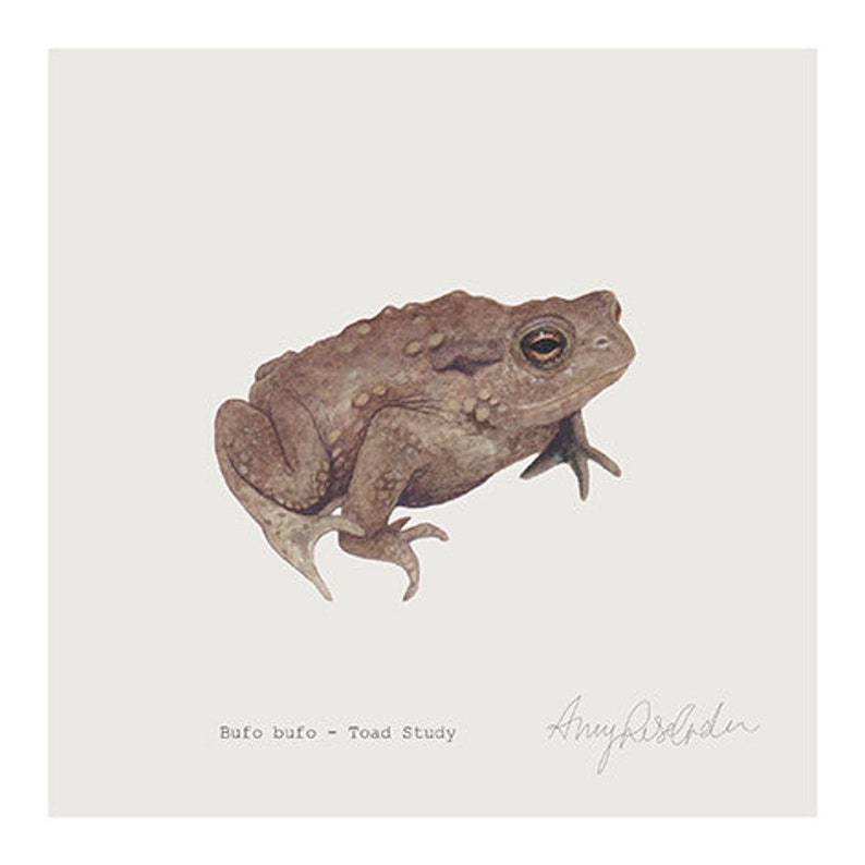 Toad Study Giclee Print image 1
