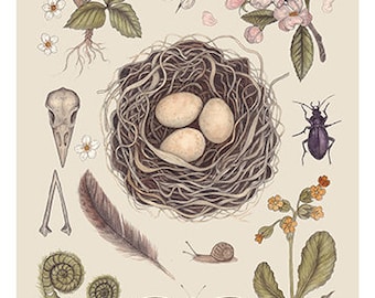 Spring Birds Nest A4 Giclee print - bee Natural History Print