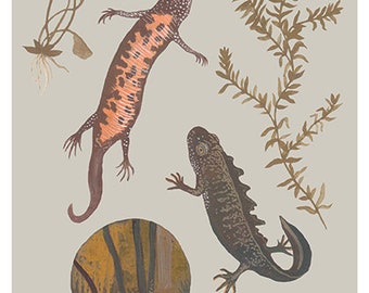 Great Crested Newt print A5