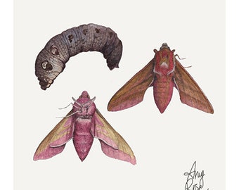 Elefant-Hawk Moth Giclée Druck