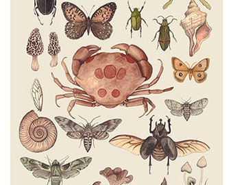 A3 Natural History Specimens Giclee Print