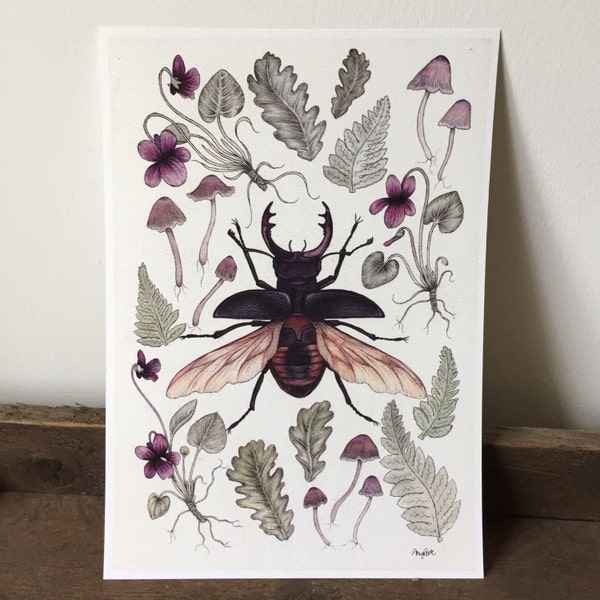 Stag Beetle A4 giclee print - violets mushrooms ferns