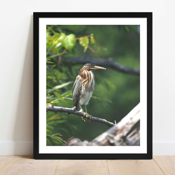 Fine Art Photograph Heron Print - Green Heron Bird Nature Portrait Framed Fine Art Photography Wall Decor