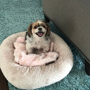 May include: A small, happy Shih Tzu dog sits in a round, cream-colored dog bed with a pink blanket. The dog has brown, white, and black fur and is smiling with its tongue out. The bed is on a blue rug.