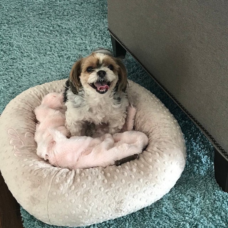 May include: A small, happy Shih Tzu dog sits in a round, cream-colored dog bed with a pink blanket. The dog has brown, white, and black fur and is smiling with its tongue out. The bed is on a blue rug.