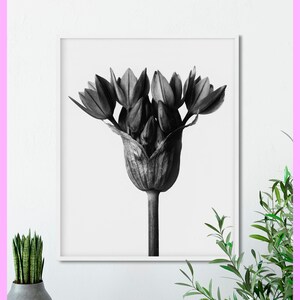 Plant study #3 - Karl Blossfeldt - Botanical - Nature - 1928 - Plant study - Vintage - Printable - Decor - WALL ART - Digital Download