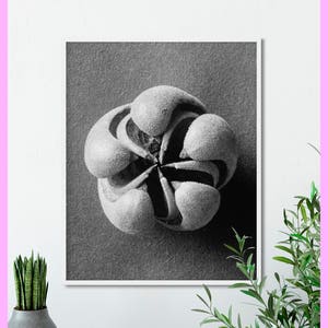 Plant study #6 - Karl Blossfeldt - Botanical - Nature - 1928 - Plant study - Vintage - Printable - Decor - WALL ART - Digital Download
