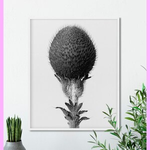 Plant study #11 - Karl Blossfeldt - Botanical - Nature - 1928 - Plant study - Vintage - Printable - Decor - WALL ART - Digital Download