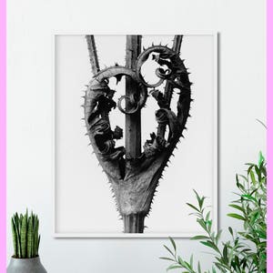 Plant study #12 - Karl Blossfeldt - Botanical - Nature - 1928 - Plant study - Vintage - Printable - Decor - WALL ART - Digital Download
