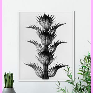 Plant study #1 - Karl Blossfeldt - Botanical - Nature - 1928 - Plant study - Vintage - Printable - Decor - WALL ART - Digital Download