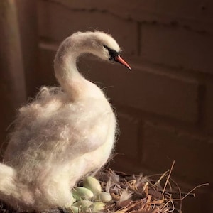 Höckerschwan und Nest - Made to Order