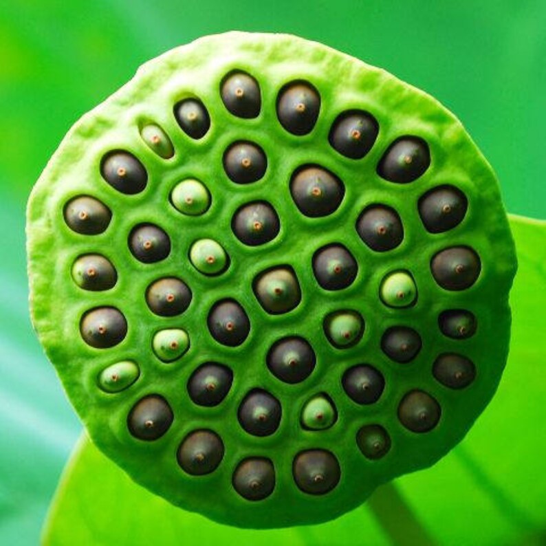 Gold-Plated Lotus Seedpod Stud Earrings