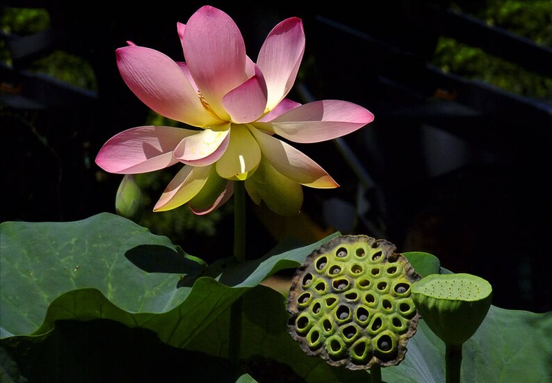 Gold-Plated Lotus Seedpod Stud Earrings