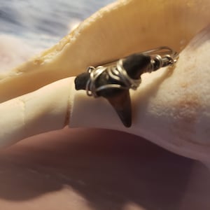 AUTHENTIC SHARK TOOTH Ring