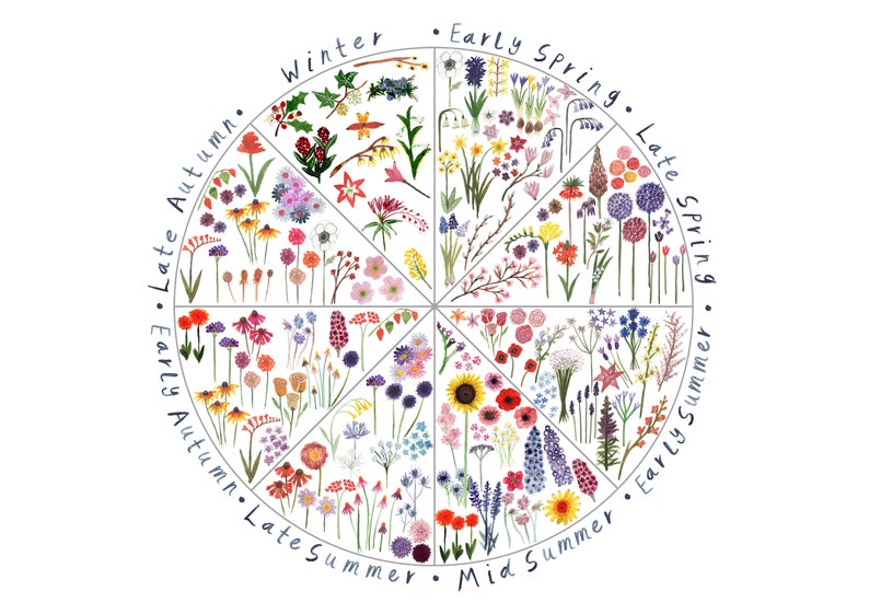 Large Seasonal Flowers Illustrated Guide Botanical & Floral image 4