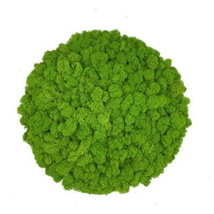 Moss Wall Art Circle, preserved moss, Moss picture, Round moss wall art, Nature Botanical Art