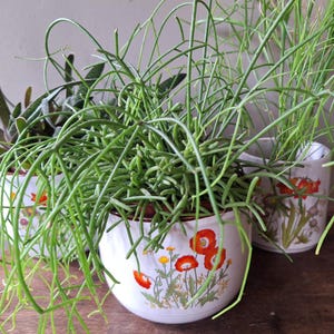 Op de afbeelding: Drie potplanten met groene bladeren. De planten staan in witte keramische potten versierd met rode klaprozen en andere bloemmotieven. De potten staan op een houten oppervlak.