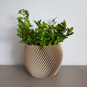 Könnte beinhalten: Eine kleine grüne Pflanze mit weißen Blüten in einem beigefarbenen, spiralförmigen Topf.