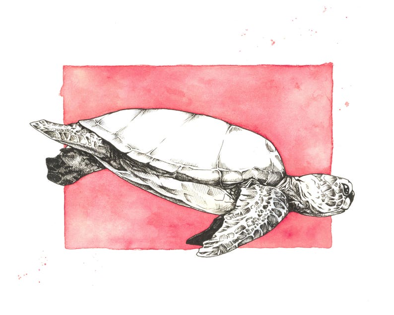 Sea Turtle Print image 1