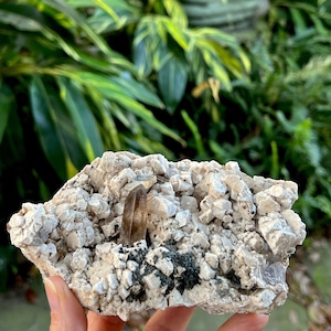 Puede incluir: Un espécimen mineral natural con un grupo de cristales blanquecinos con un cristal marrón translúcido central. Se observan depósitos minerales de color verde oscuro y negro en la base del espécimen. El fondo es follaje verde borroso.