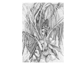 fine art pencil drawing palm tree study, coastal sketchbook, tropical tree on the beach, holiday memories, artworks on paper, wall art decor