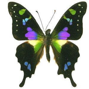 昆虫 蛾 蝶 アゲハチョウ科 Graphium weiskei - パープルスポットビューティー - 羽が折りたたまれている - 未マウント!