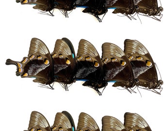 Insect Moth Butterfly Nymphalidae Papilio ulysses-Lot of 15-Unmounted-Wings Folded!