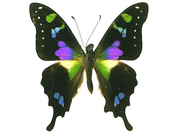 Insect Moth Butterfly Papilionidae Graphium weiskei-Purple Spotted Beauty-Wings Folded-Unmounted!