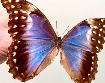 One Real A1 Morpho Telemachus Foucheri, Peru, Wings Closed or