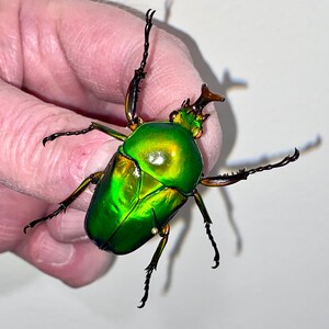 Insect Kever Coleoptera Cetoniidae Eudicella morgani togolensis-Green Gold Beauty!!