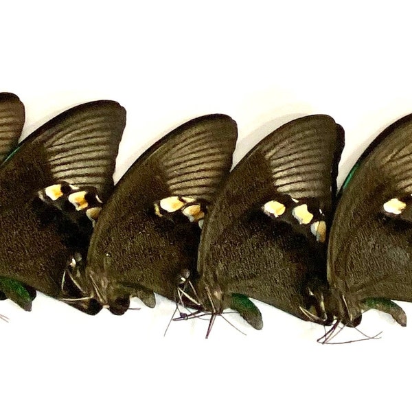 Insect Butterfly Papilionidae Papilio blumei-Gorgeous Gloss Swallowtail-Lot of 15!